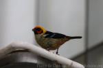 Flame-faced tanager