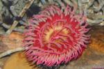 Mottled anemone