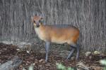 Red-flanked duiker