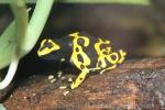 Yellow-headed poison-dart frog