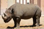 Southern black rhinoceros