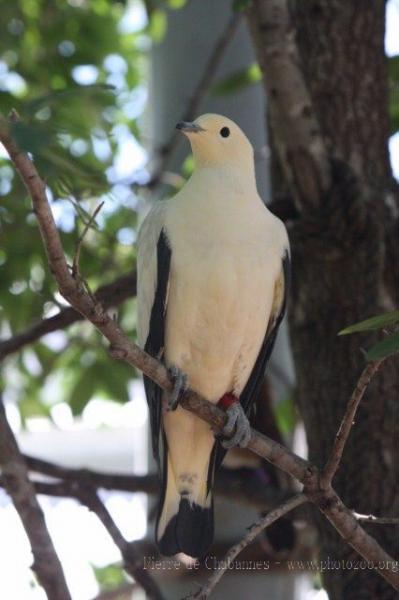 Pied imperial-pigeon