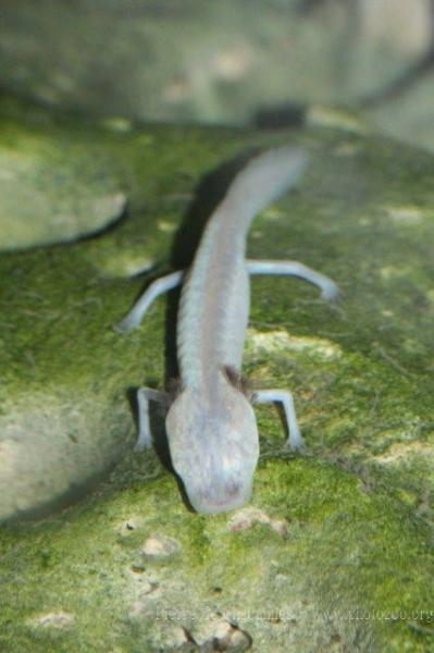Texas blind salamander