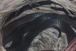 Moroccoan black cobra
