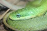 Green trinket snake