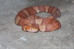 Broad-banded copperhead