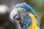 Blue-throated macaw