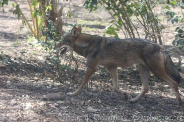 Red wolf