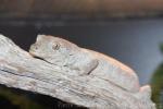 Bavay's giant gecko