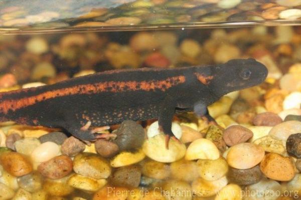 Red-tailed Knobby Newt