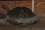 Volcan Wolf tortoise
