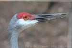 Florida sandhill crane