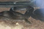 African rock python