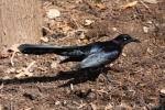 Great-tailed grackle