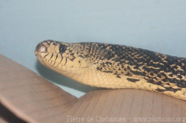 Louisiana pine snake