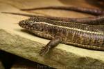 Common giant plated lizard