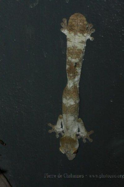 Common Flat-tail Gecko