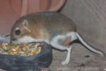 Ord's kangaroo-rat