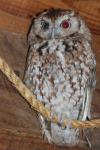 Eastern screech-owl