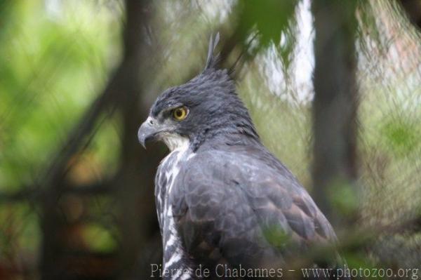 Blyth's hawk-eagle