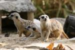 Slender-tailed meerkat