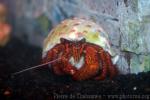 White-spotted hermit-crab