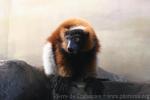 Hybrid ruffled lemur