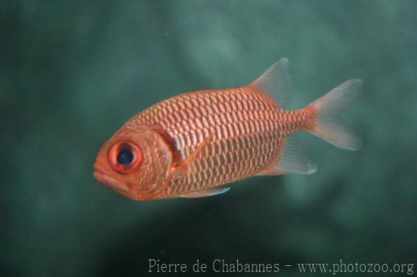 Doubletooth soldierfish