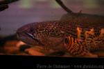 Orange-spotted snakehead