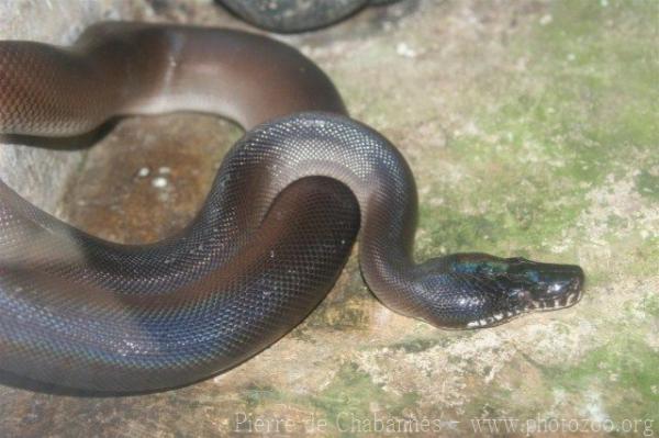 Southern white-lipped python *