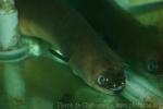 Indonesian shortfin eel