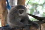 Silvery gibbon