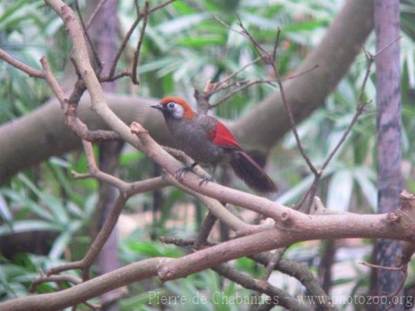 Red-tailed laughingthrush *