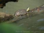 Chinese stripe-necked turtle