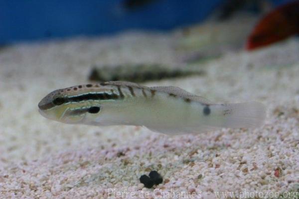 Freckled goby