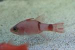 Roughlip cardinalfish