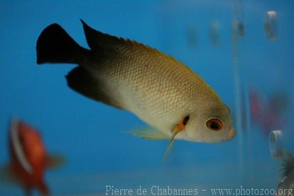 Pearlscale angelfish