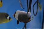 Mailed butterflyfish