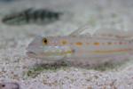 Maiden goby