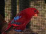 Red lory *