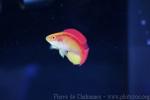 Flame wrasse