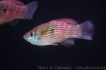 Florida flagfish