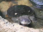 Common snapping turtle *