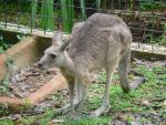 Antilopine kangaroo *