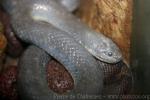 Puff-faced Water Snake
