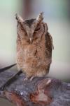 Sunda scops-owl