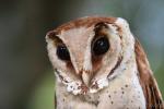Oriental bay owl