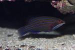 Four-lined wrasse *