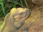 Rhinoceros iguana