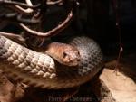 Banded cobra